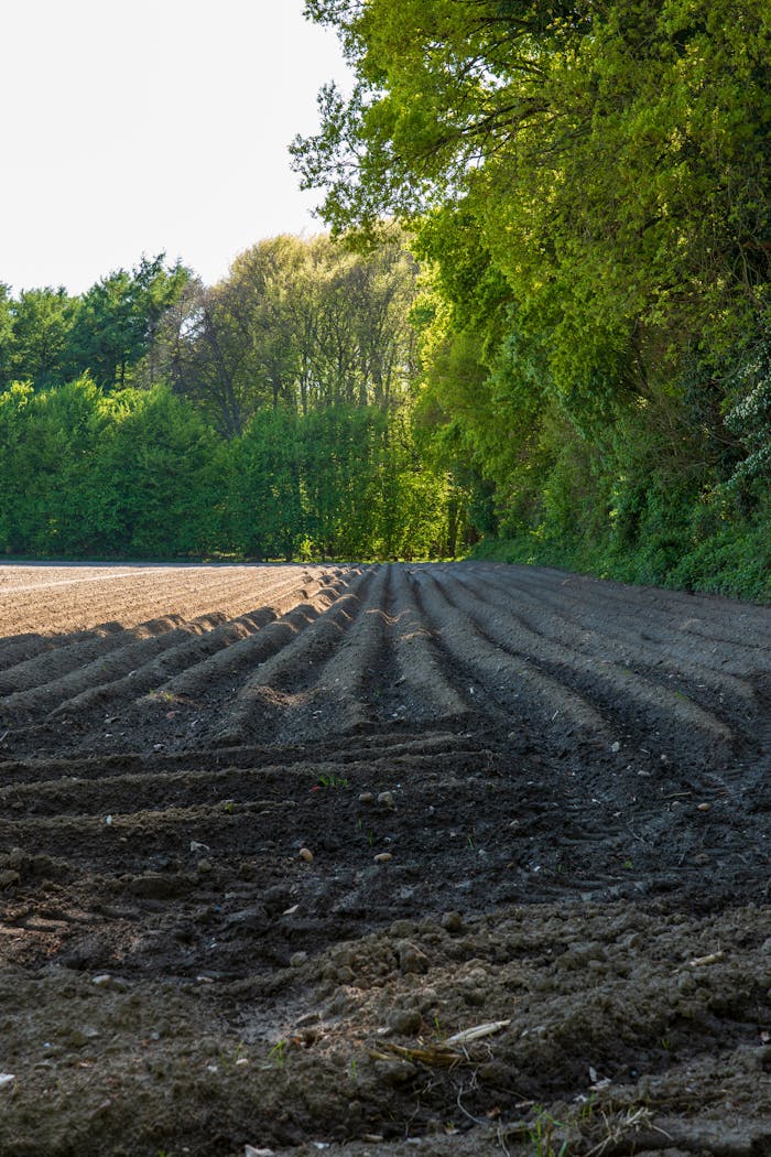 A freshly plowed field with lush greenery, perfect for agricultural themes.
